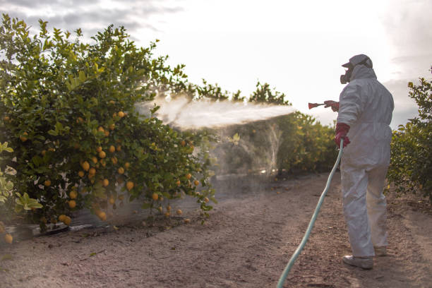 Best Local Pest Control Services  in East St Louis, IL