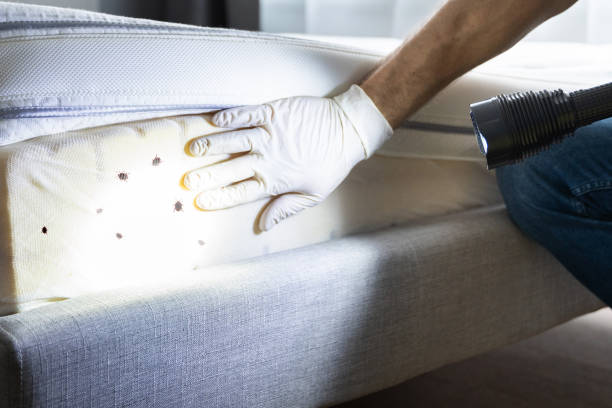 Professional Pest Control in East St Louis, IL