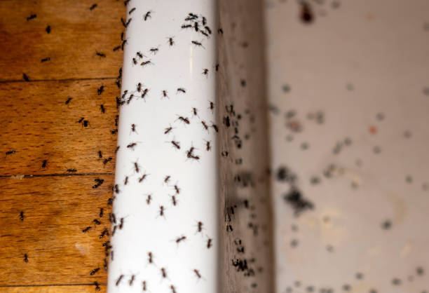 Pest Prevention Services in East St Louis, IL