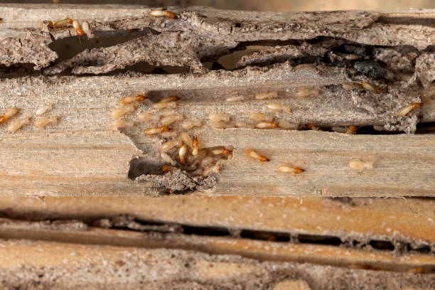 Best Termite Control Services  in East St Louis, IL